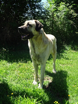 Étalon Berger Kangal - Nestor Aslanda Goutte Noire