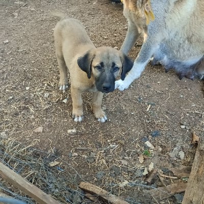 Étalon Berger Kangal - Aria oranor de la Forêt des Quatre Seigneurs