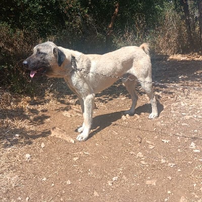 Étalon Berger Kangal - Varos oranor de la Forêt des Quatre Seigneurs