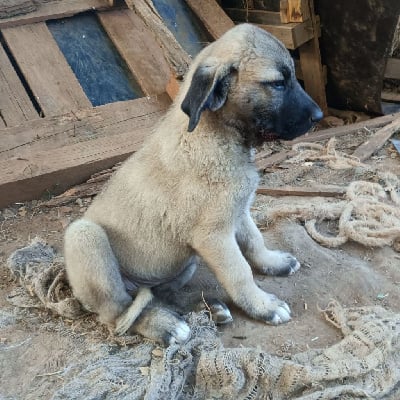 Étalon Berger Kangal - Aydy oranor de la Forêt des Quatre Seigneurs