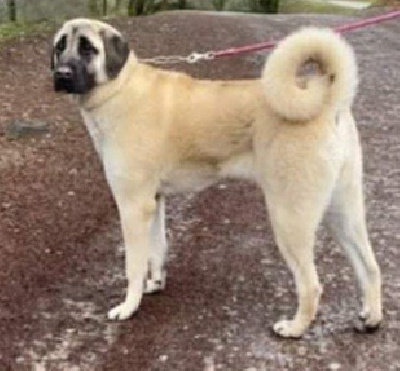 Étalon Berger Kangal - Peline Des Clos De La Corrèze