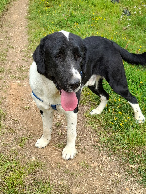 Étalon Berger d'Asie Centrale - Isco yasira alabai