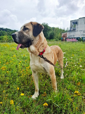 Étalon Berger d'Asie Centrale - V'yashin alabai The Legend Of Kangal