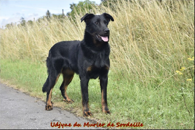 Étalon Berger de Beauce - Udjyne du Murier de Sordeille