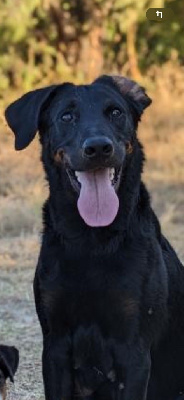 Étalon Berger de Beauce - Sayen vag-ner's memory