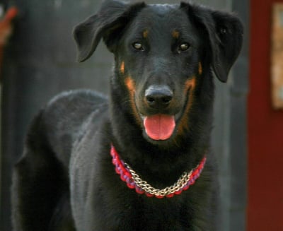 Étalon Berger de Beauce - Usa de la Combe aux Genêts