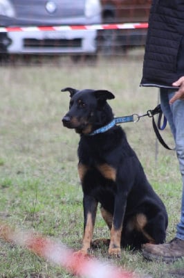 Étalon Berger de Beauce - Shaigan Des Beaumes Rouges