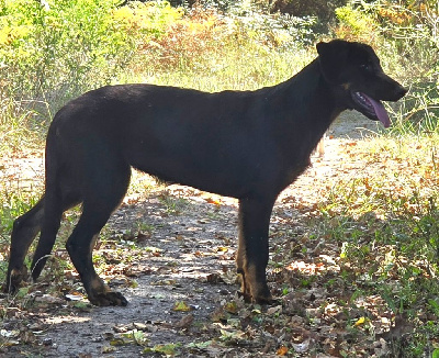 Étalon Berger de Beauce - Arynn des Bas Rouges de Madame
