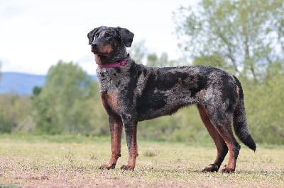 Étalon Berger de Beauce - Ti coeur love Du Haras Du Cheval Blanc