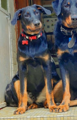 Étalon Berger de Beauce - Victoire Les Pensées Du Soleil