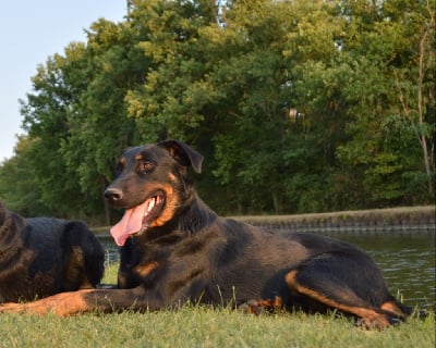 Étalon Berger de Beauce - Usen De La Comté Des Odins