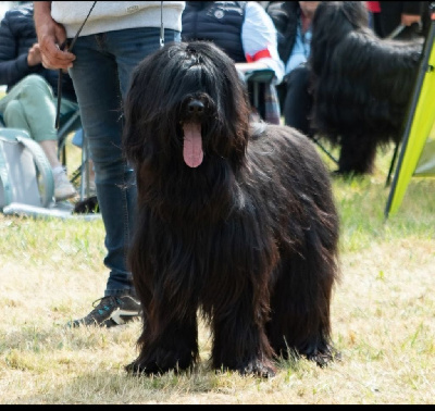 Étalon Berger de Brie - CH. Ulwenn Du Mas Des Escoulettes