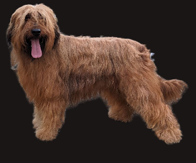 Étalon Berger de Brie - Rachel du domaine de brun's