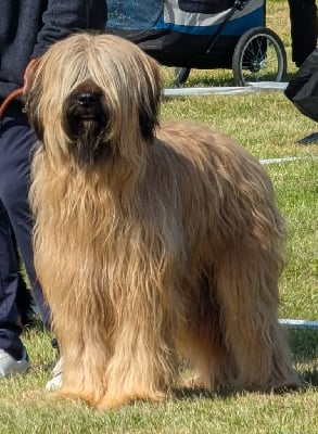 Étalon Berger de Brie - Gift of fate moravia campanella