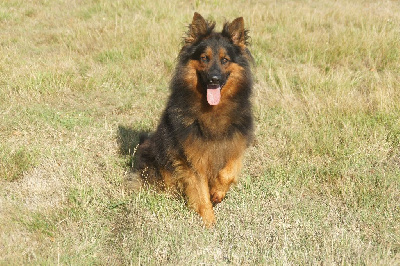 Étalon Berger de boheme - Gradiel vecna legenda
