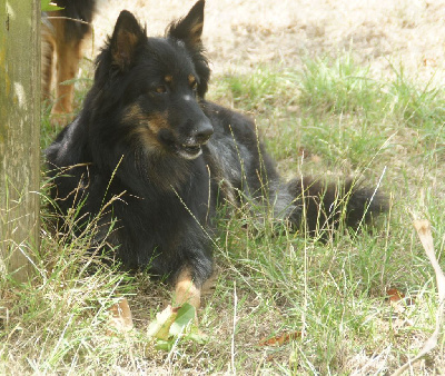 Étalon Berger de boheme - Skyli Des Voyageurs Du Vent
