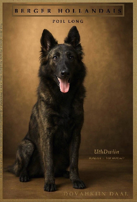 Étalon Berger hollandais - Uthdwiin Dovahkiin Daal