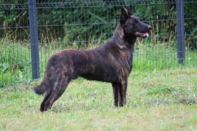 Étalon Berger hollandais - Uzaki Des Héritiers D'hojoshei