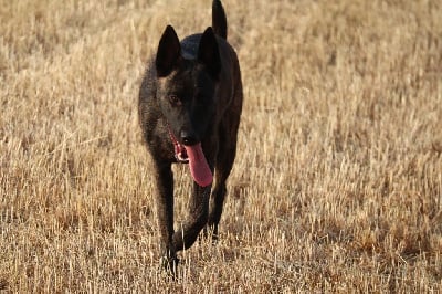 Étalon Berger hollandais - Vodka dite valma Des Sylves D'ébène
