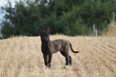Étalon Berger hollandais - Alpha De La Légion Des Loups