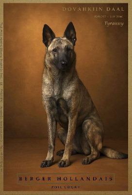 Étalon Berger hollandais - Tyranny dragon's Dovahkiin Daal