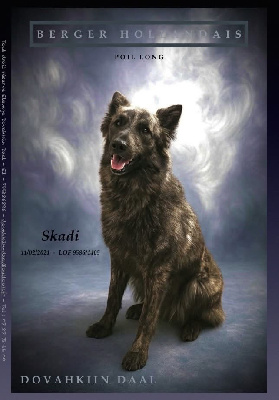 Étalon Berger hollandais - CH. Skadi deesse viking Dovahkiin Daal
