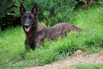 Étalon Berger hollandais - Scarlette Des Héritiers D'hojoshei