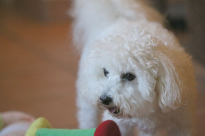 Étalon Bichon Frise - Tartine de la Felhotte