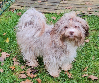 Étalon Bichon Havanais - Walu palupalu honi valle dei sogni