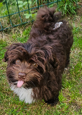 Étalon Bichon Havanais - Ylioh lover boy de la vallée du rêve