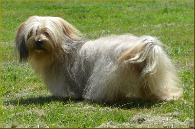 Étalon Bichon Havanais - Tamaris Du Buisson De La Passée