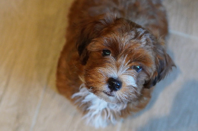 Étalon Bichon Havanais - Au'malley Las Joyas Del Sol