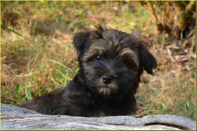 Étalon Bichon Havanais - Arkane le rouge Harry's Company