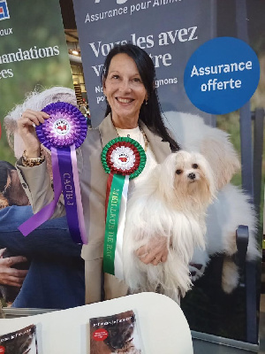 Étalon Bichon maltais - CH. Uby De L'Ange Précieux