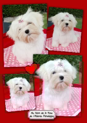 Étalon Bichon maltais - Au nom de la rose de L'Adoree Peneloppe