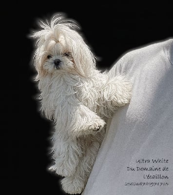 Étalon Bichon maltais - Ultra white du Domaine De L'écaillon