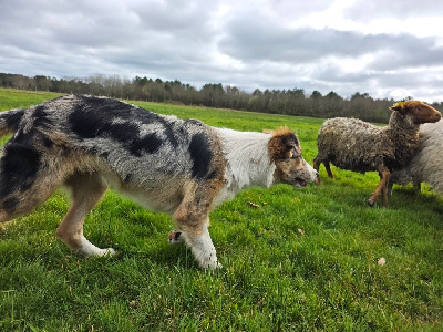 Étalon Border Collie - Vla blue des Lacs de la Cote d'Argent
