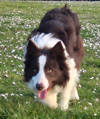 Étalon Border Collie - des Culmines Taff