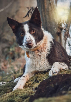 Étalon Border Collie - Voltaly du Masque Noir de Vandrimare