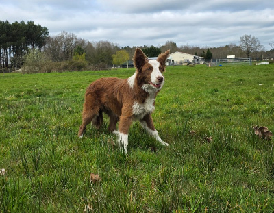 Étalon Border Collie - Voltaire Du Pays D'Amarok