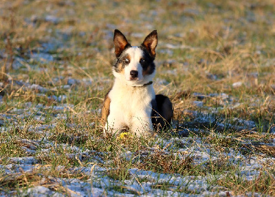 Étalon Border Collie - Summer blue des Coteaux du petit gris