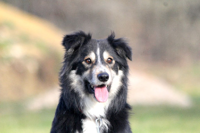 Étalon Border Collie - Phantom of parasdise Du Trident De Valfred