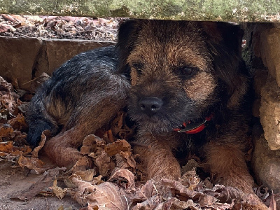Étalon Border Terrier - Rafale Des Garennes De Beauregard