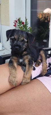 Étalon Border Terrier - Aibileen Des Garennes De Beauregard