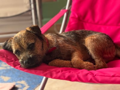 Étalon Border Terrier - CH. Virus Des Garennes De Beauregard