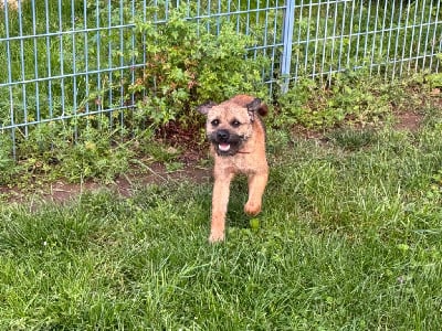 Étalon Border Terrier - Teddy bear Des Garennes De Beauregard