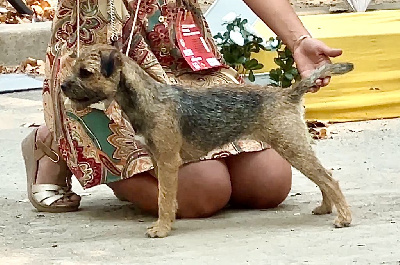 Étalon Border Terrier - Aiga Viva Vé la