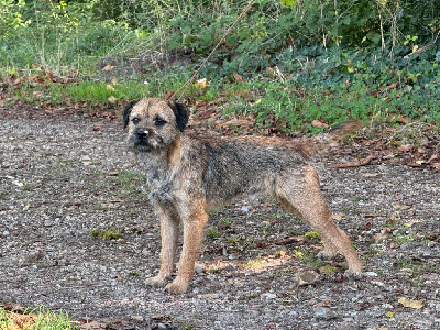 Étalon Border Terrier - CH. Deri boy (Sans Affixe)