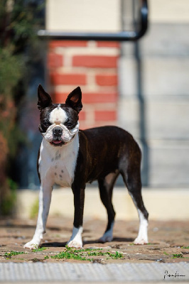 Étalon Boston Terrier - Victoire Sweeties Doggies