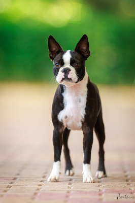 Étalon Boston Terrier - Vanille Sweeties Doggies
